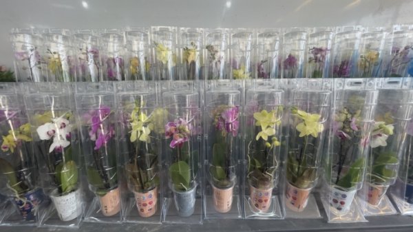 大财配资 三八节将至催热“她经济” ，有商家接单5000份康乃馨